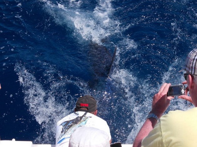 release me Cavalier & Blue Marlin Sport Fishing Gran Canaria