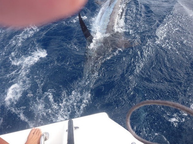 Release Me Cavalier & Blue Marlin Sport Fishing Gran Canaria
