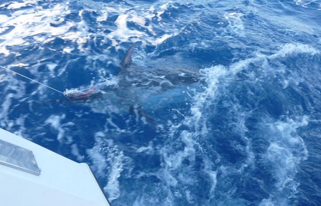 Release Me Cavalier & Blue Marlin Sport Fishing Gran Canaria