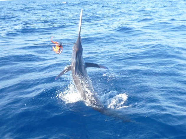 Release Me Cavalier & Blue Marlin Sport Fishing Gran Canaria