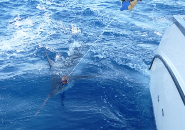 Release Me Cavalier & Blue Marlin Sport Fishing Gran Canaria
