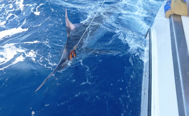 Release Me Cavalier & Blue Marlin Sport Fishing Gran Canaria
