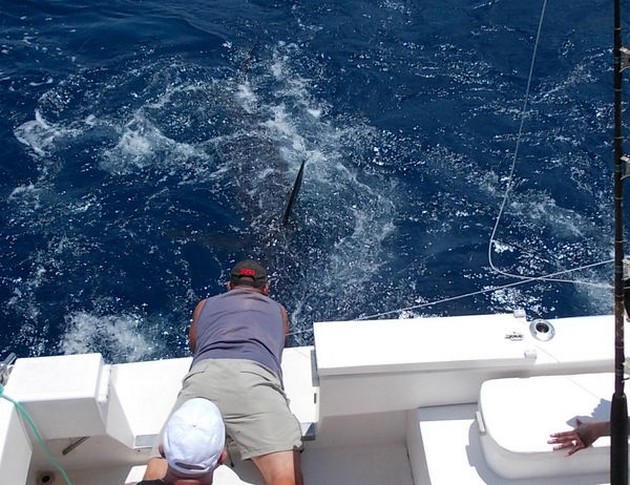 Release Me Cavalier & Blue Marlin Sport Fishing Gran Canaria