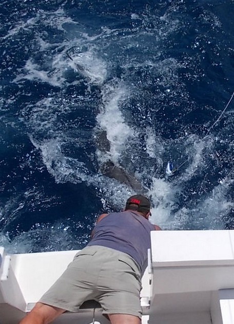 Release Me Cavalier & Blue Marlin Sport Fishing Gran Canaria