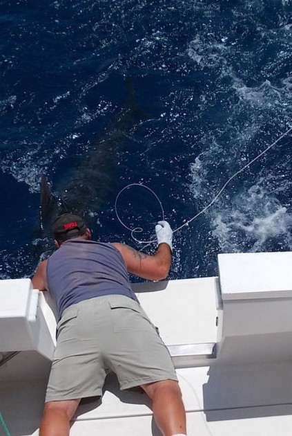 Release Me Cavalier & Blue Marlin Sport Fishing Gran Canaria