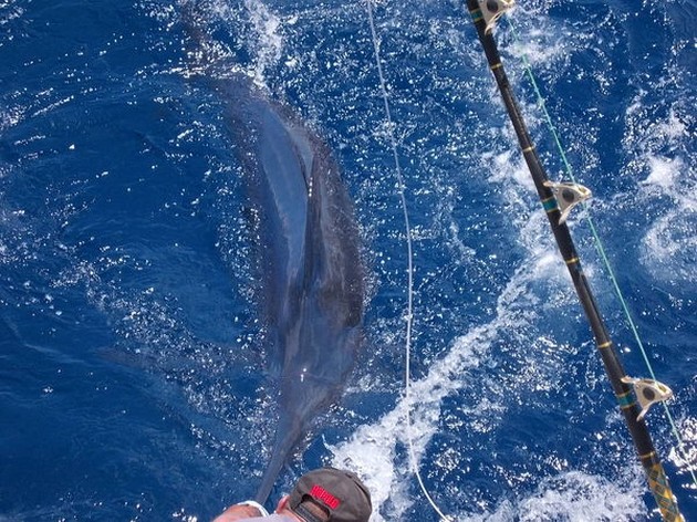 Release Me Cavalier & Blue Marlin Sport Fishing Gran Canaria