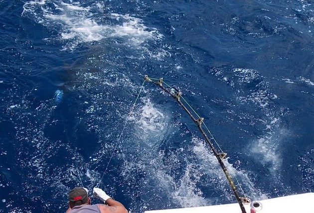 Release Me Cavalier & Blue Marlin Sport Fishing Gran Canaria