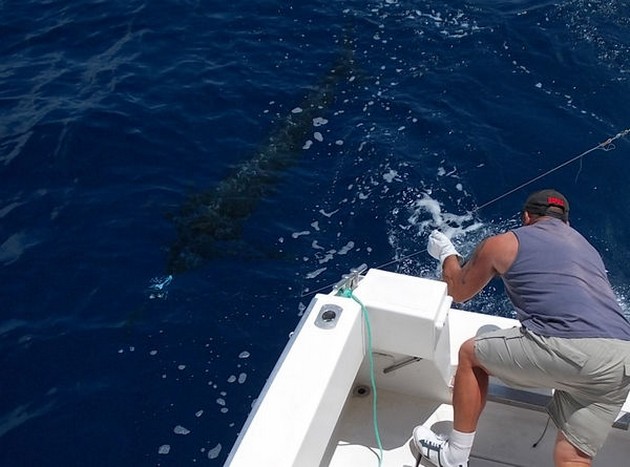 Release Me Cavalier & Blue Marlin Sport Fishing Gran Canaria