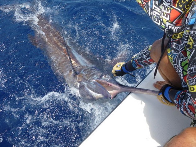 05/06 Blue Marlin Cavalier & Blue Marlin Sport Fishing Gran Canaria