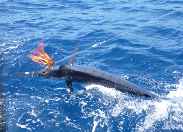 Blue Marlin Cavalier & Blue Marlin Sport Fishing Gran Canaria