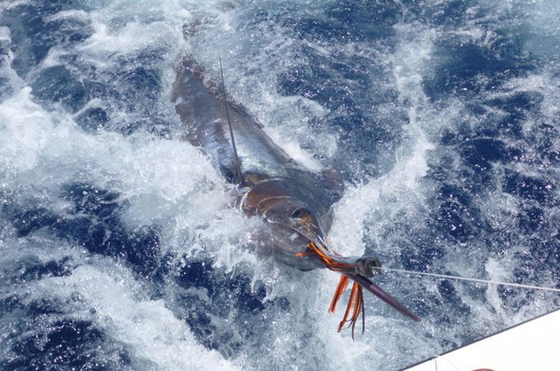 06/06 Blue Marlin Cavalier & Blue Marlin Sport Fishing Gran Canaria
