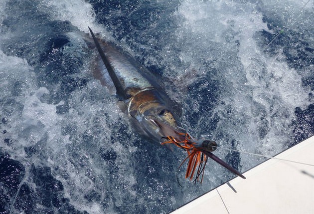 Blue Marlin Cavalier & Blue Marlin Sport Fishing Gran Canaria