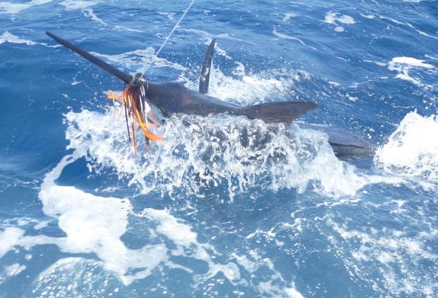 Release Me Cavalier & Blue Marlin Sport Fishing Gran Canaria