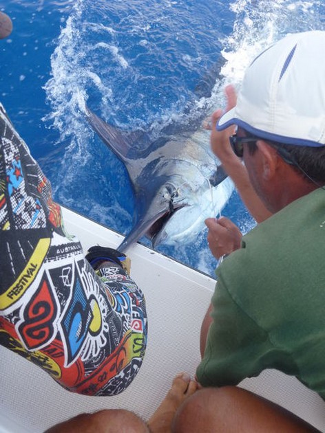 release me Cavalier & Blue Marlin Sport Fishing Gran Canaria