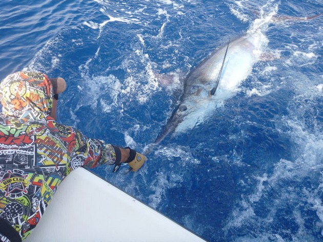 release me Cavalier & Blue Marlin Sport Fishing Gran Canaria