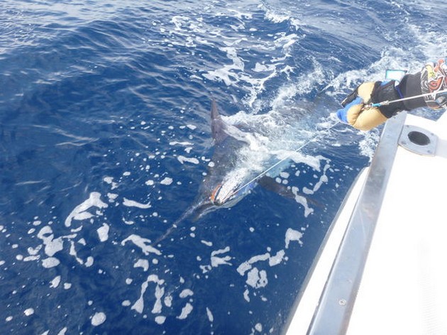 Release Me Cavalier & Blue Marlin Sport Fishing Gran Canaria