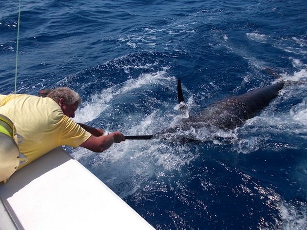 Release Me Cavalier & Blue Marlin Sport Fishing Gran Canaria