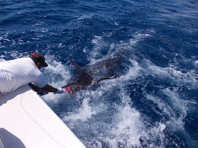 Release Me Cavalier & Blue Marlin Sport Fishing Gran Canaria