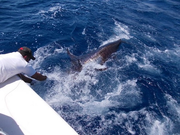 Release Me Cavalier & Blue Marlin Sport Fishing Gran Canaria