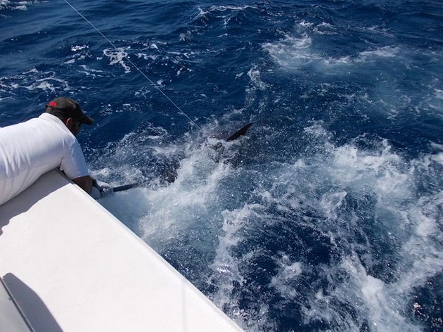 Release Me Cavalier & Blue Marlin Sport Fishing Gran Canaria