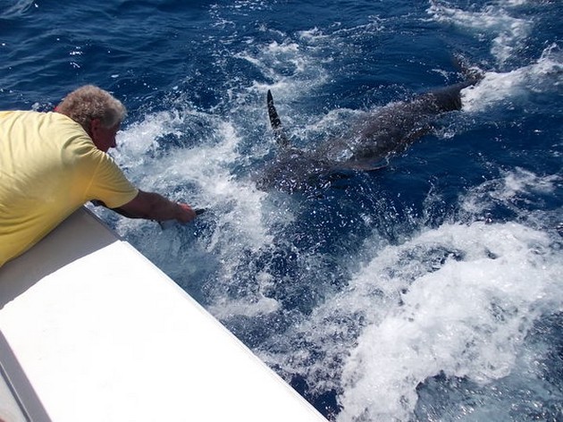 Release Me Cavalier & Blue Marlin Sport Fishing Gran Canaria