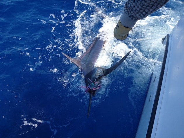 Release Me Cavalier & Blue Marlin Sport Fishing Gran Canaria