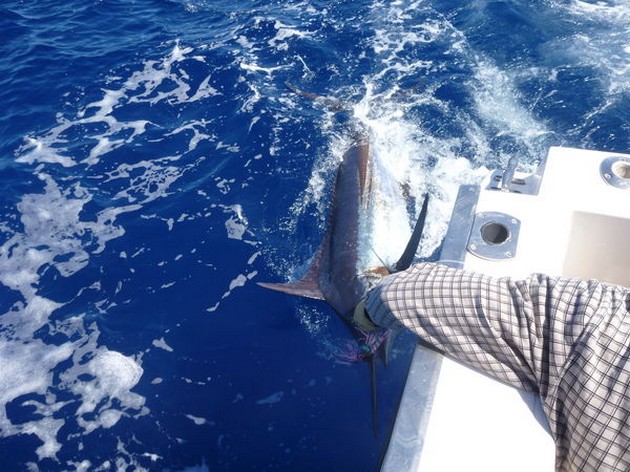 Release Me Cavalier & Blue Marlin Sport Fishing Gran Canaria