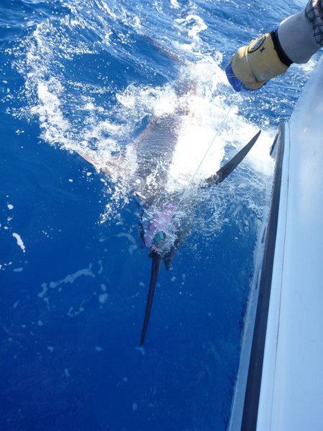 Release Me Cavalier & Blue Marlin Sport Fishing Gran Canaria