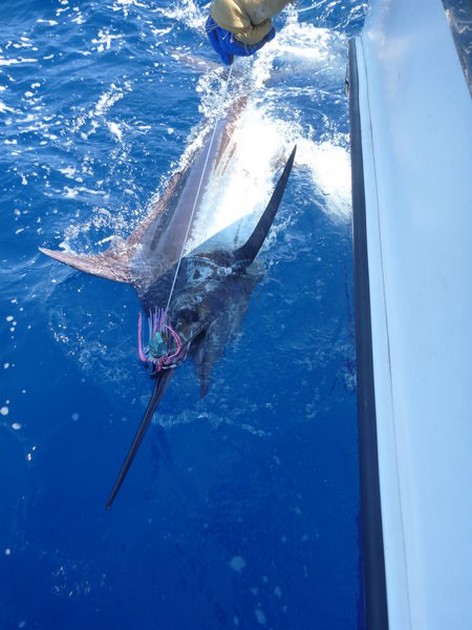 Release Me Cavalier & Blue Marlin Sport Fishing Gran Canaria