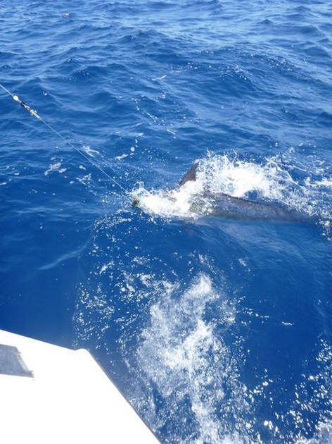 Release Me Cavalier & Blue Marlin Sport Fishing Gran Canaria