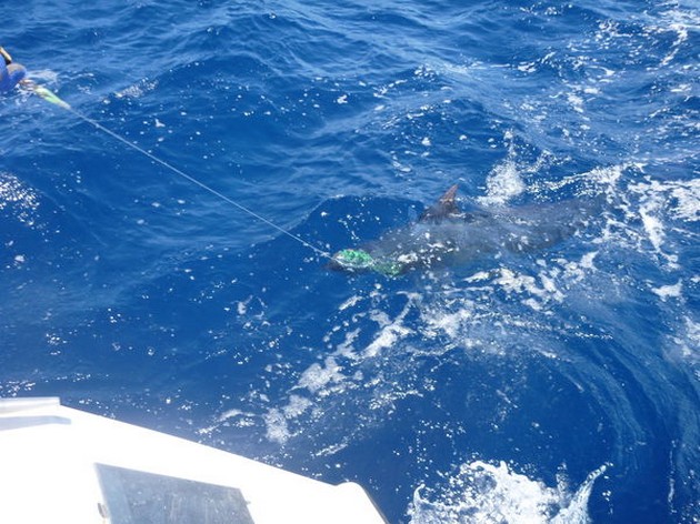 Blue Marlin Cavalier & Blue Marlin Sport Fishing Gran Canaria