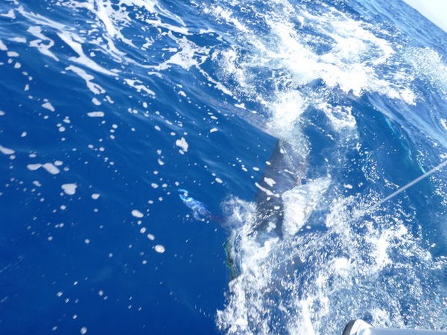 Release Me Cavalier & Blue Marlin Sport Fishing Gran Canaria