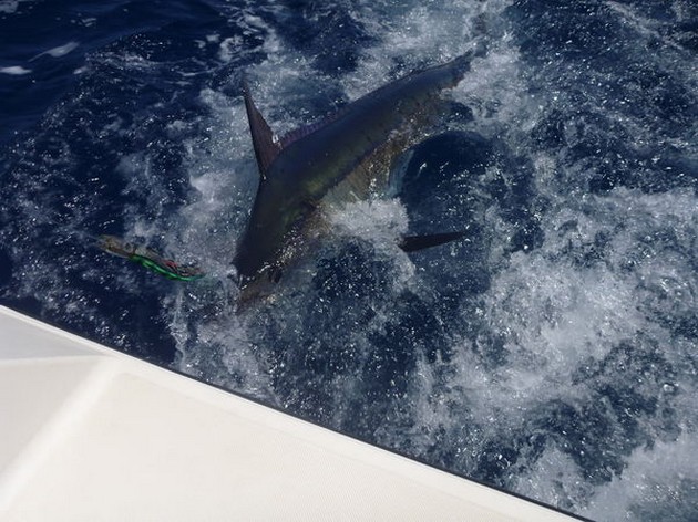 Blue Marlin Cavalier & Blue Marlin Sport Fishing Gran Canaria