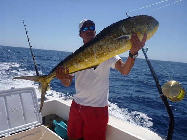 10 kg Dorado Cavalier & Blue Marlin Sport Fishing Gran Canaria