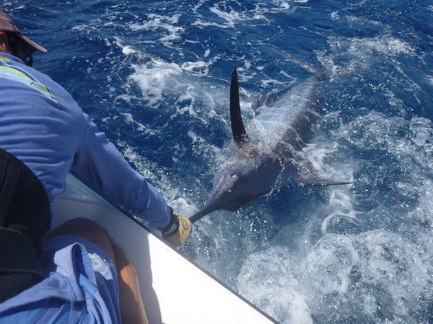 12/06 Blue Marlin Cavalier & Blue Marlin Sport Fishing Gran Canaria