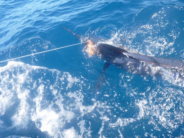 Blue Marlin Cavalier & Blue Marlin Sport Fishing Gran Canaria