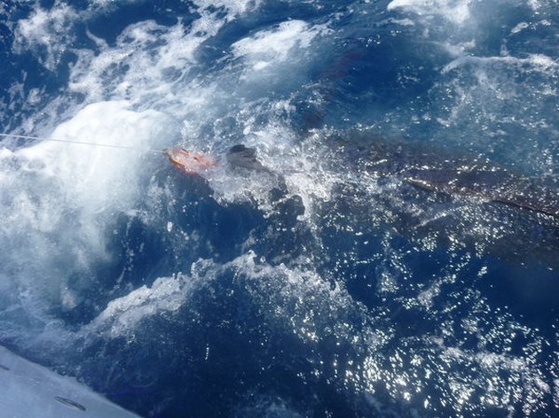 Blue Marlin Cavalier & Blue Marlin Sport Fishing Gran Canaria