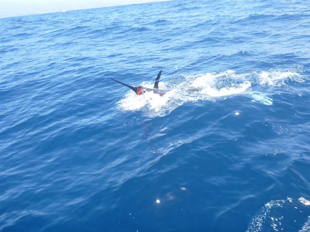 Blue Marlin Cavalier & Blue Marlin Sport Fishing Gran Canaria