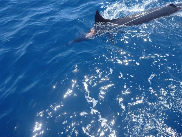 Blue Marlin Cavalier & Blue Marlin Sport Fishing Gran Canaria