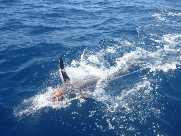 Blue Marlin Cavalier & Blue Marlin Sport Fishing Gran Canaria
