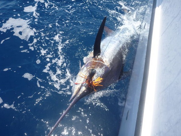 Tagged & Released Cavalier & Blue Marlin Sport Fishing Gran Canaria
