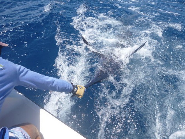 Tagged & Released Cavalier & Blue Marlin Sport Fishing Gran Canaria