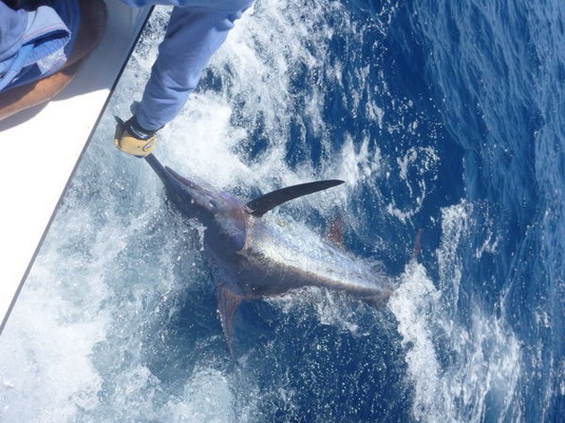 Tag & Release Cavalier & Blue Marlin Sport Fishing Gran Canaria