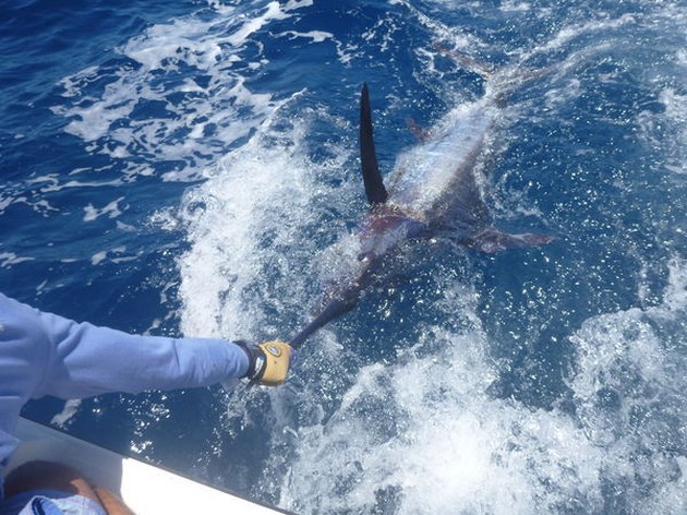 Tag & Release Cavalier & Blue Marlin Sport Fishing Gran Canaria