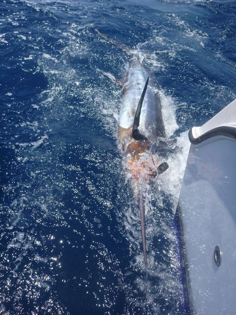 Release Me Cavalier & Blue Marlin Sport Fishing Gran Canaria