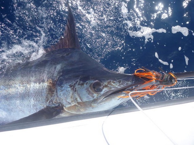 13/06 Blue Marlin Cavalier & Blue Marlin Sport Fishing Gran Canaria