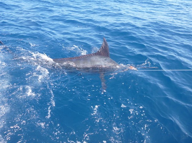 Blue Marlin Cavalier & Blue Marlin Sport Fishing Gran Canaria