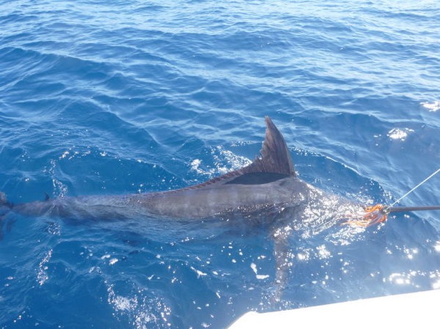 Blue Marlin Cavalier & Blue Marlin Sport Fishing Gran Canaria