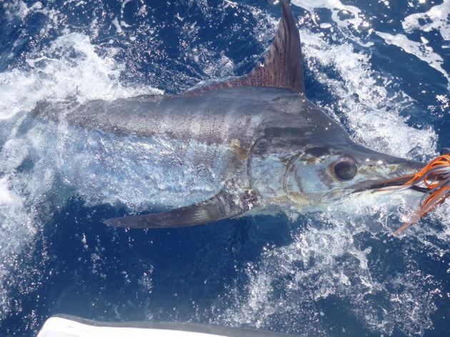 Release Me Cavalier & Blue Marlin Sport Fishing Gran Canaria