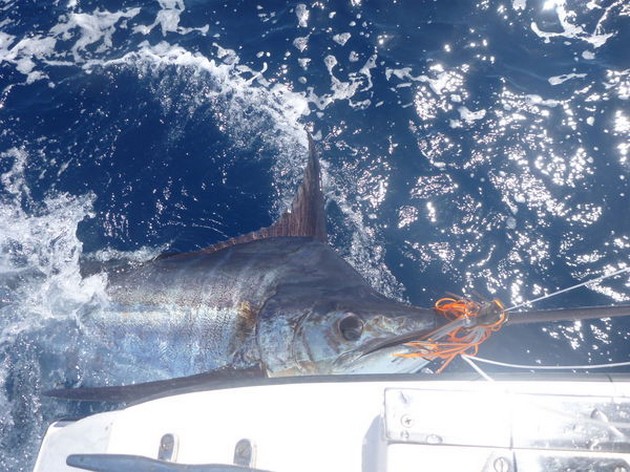Blue Marlin Cavalier & Blue Marlin Sport Fishing Gran Canaria